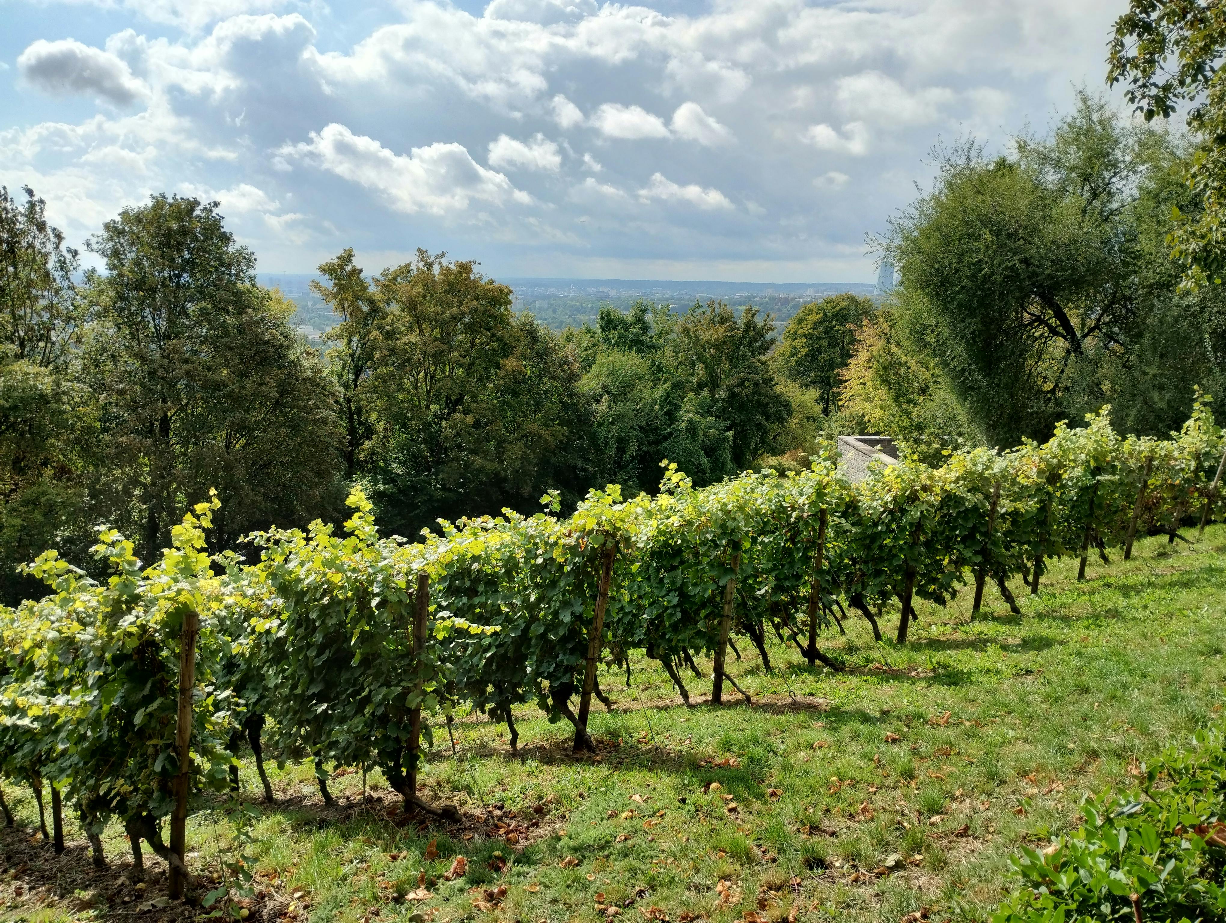 Germany by the Glass