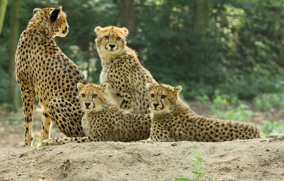 Beekse bergen arrangement incl. diner