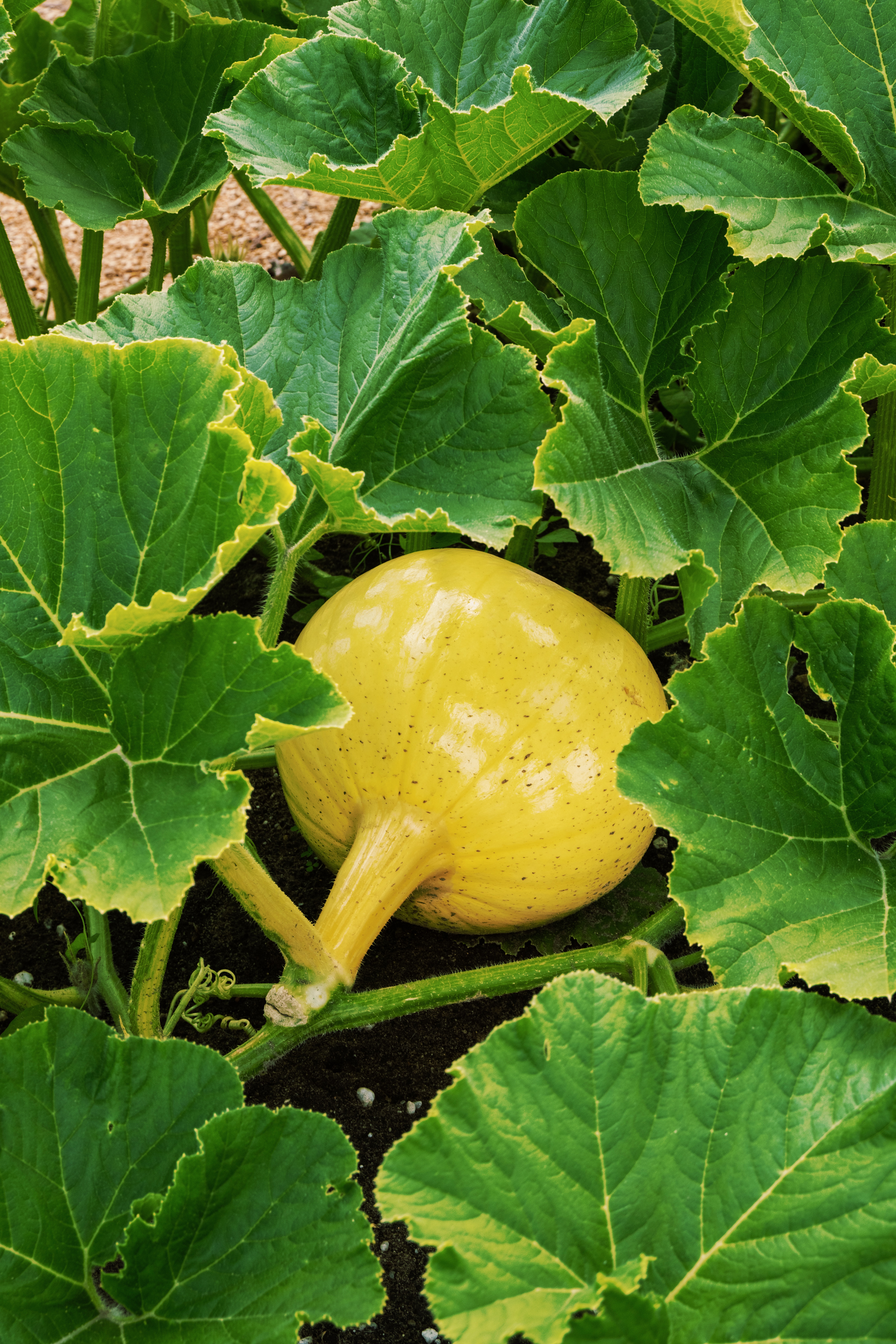 Moestuin