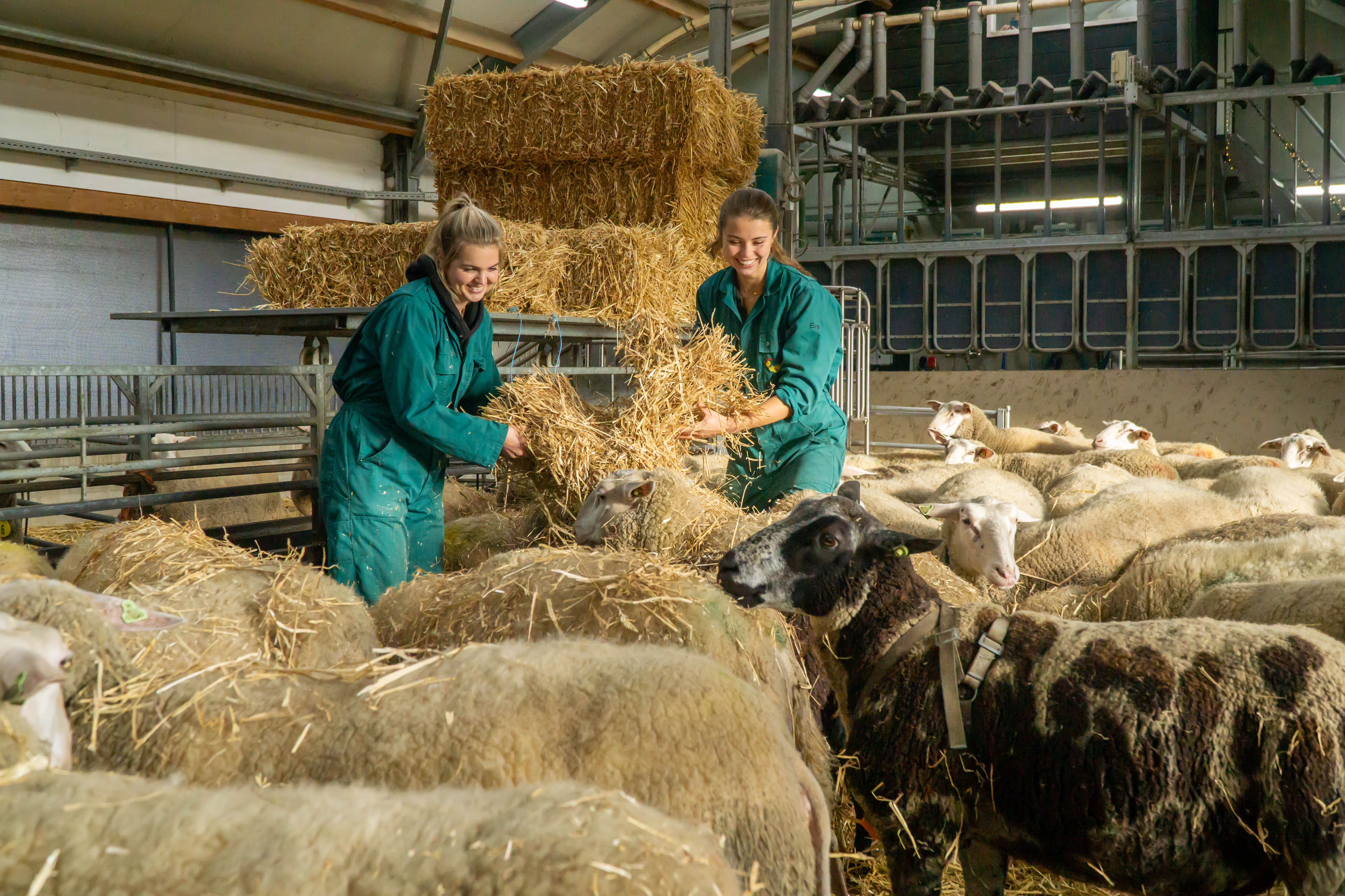Allround Medewerker Boerderij (weekendkracht)