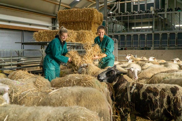 Allround Medewerker Boerderij Allround Medewerker Boerderij