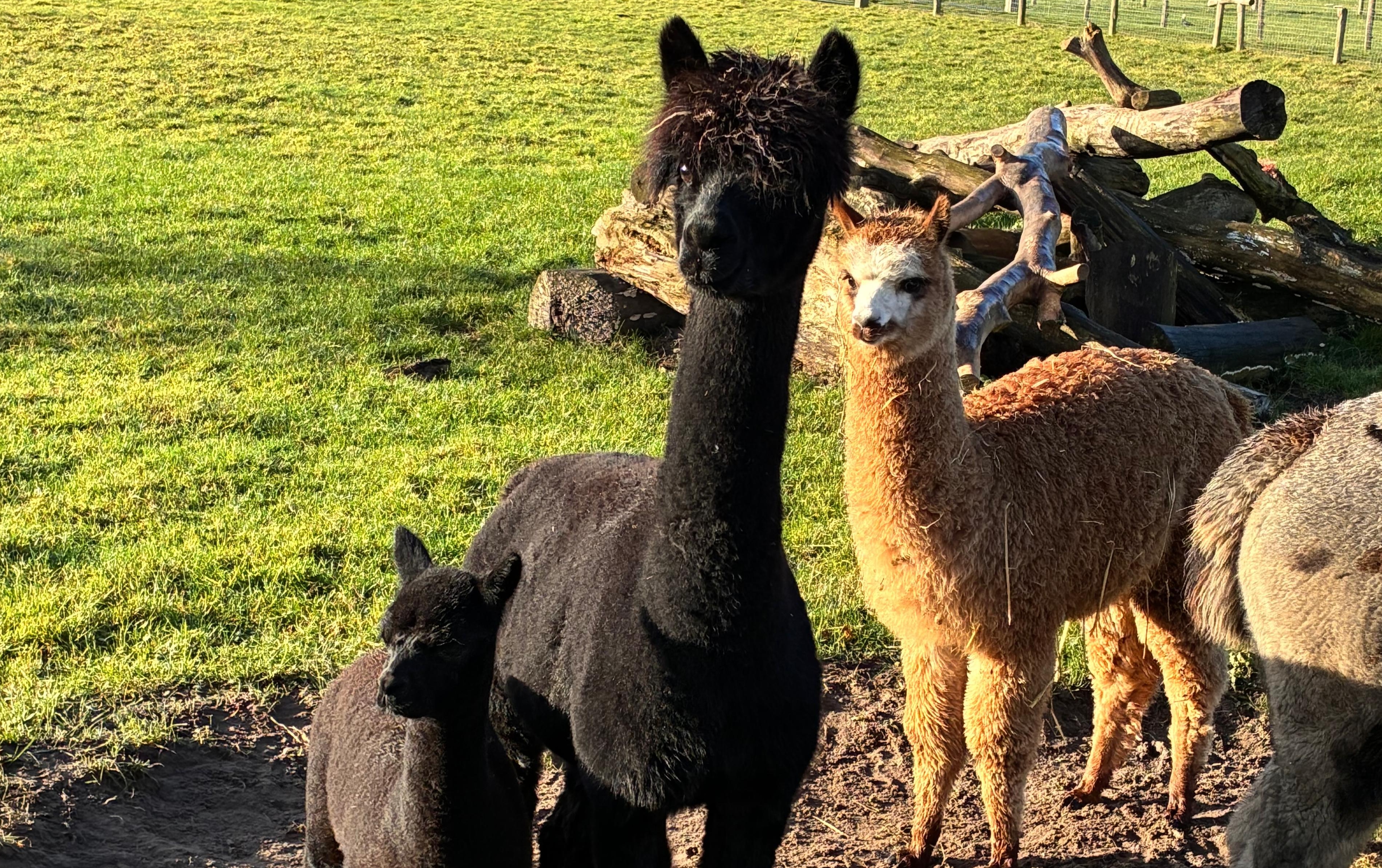 Alpaca's