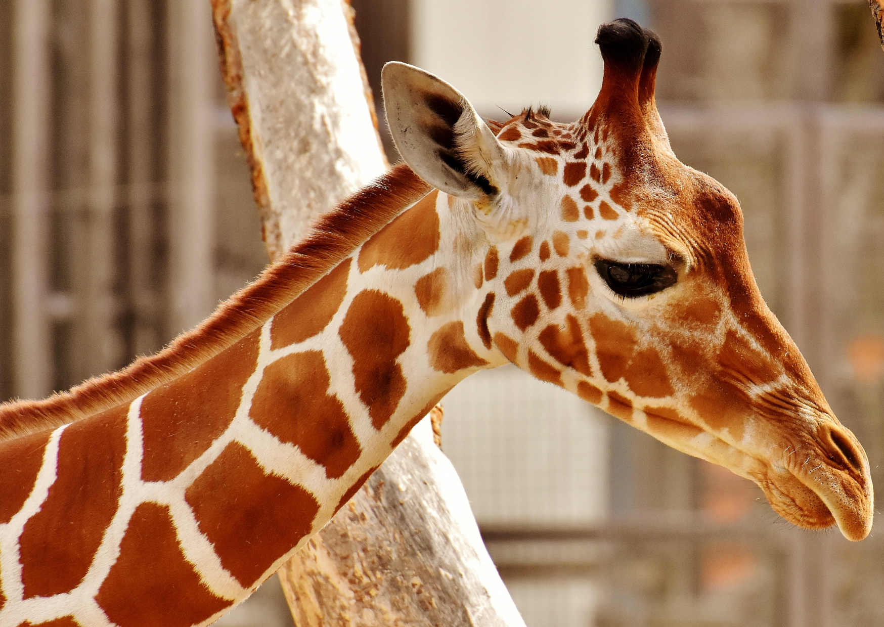 1. Artis Zoo