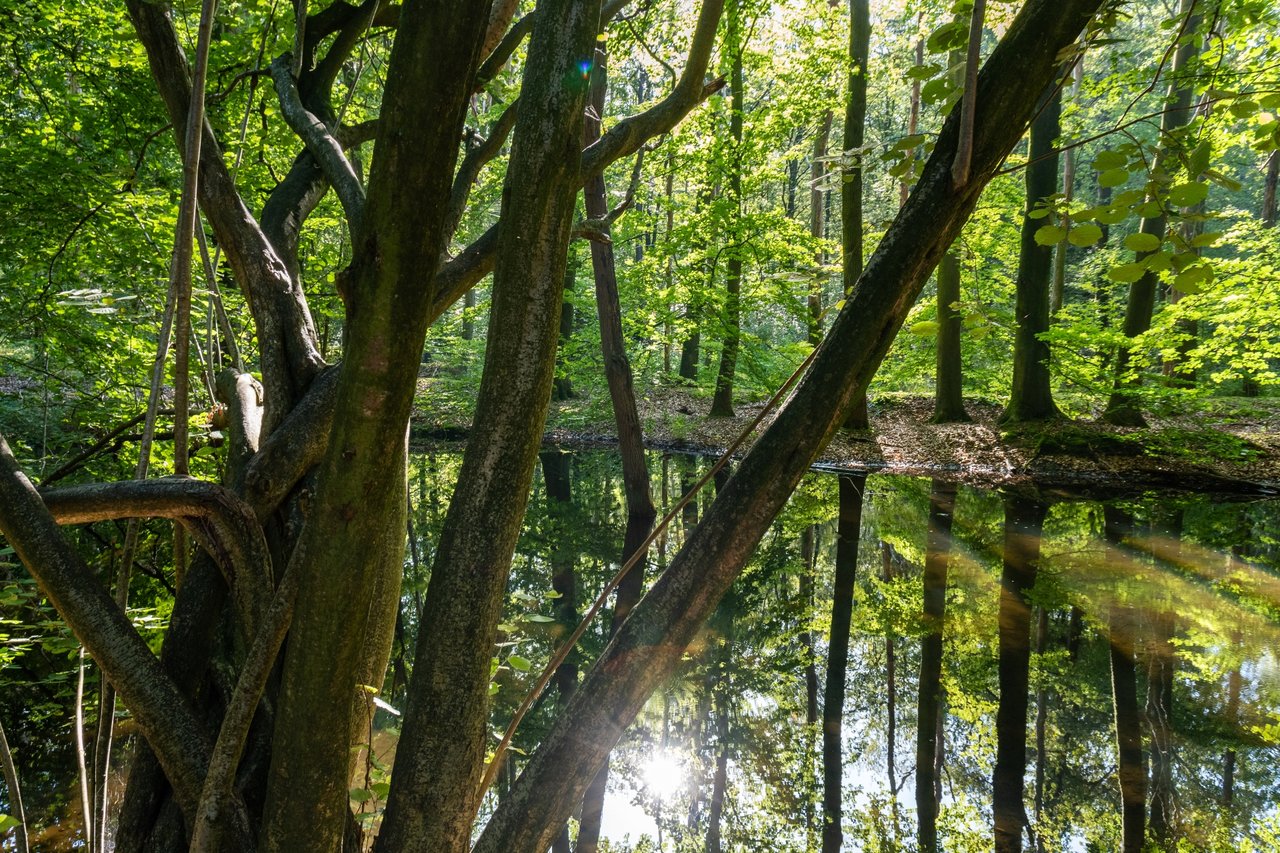 Rijksmonument Het Waterloopbos
