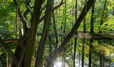 Rijksmonument Het Waterloopbos Rijksmonument Het Waterloopbos