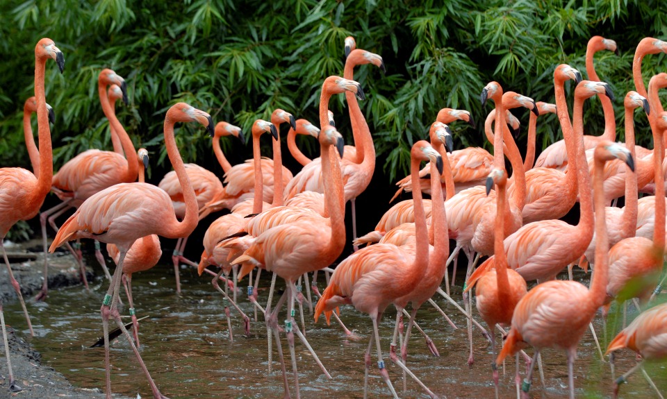 Vogelpark Avifauna