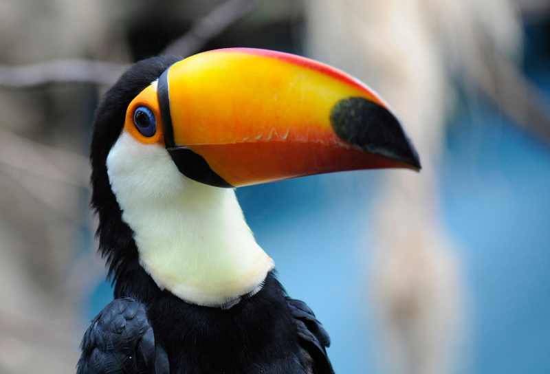 Beleef Diergaarde Blijdorp