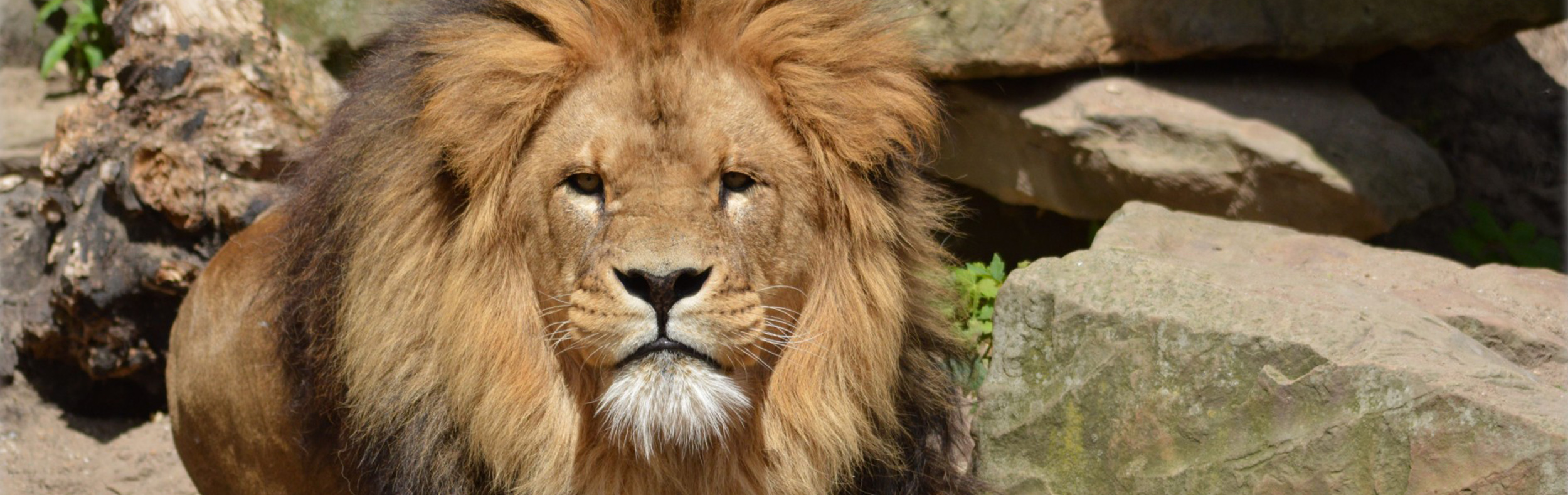 Dierentuin arrangement