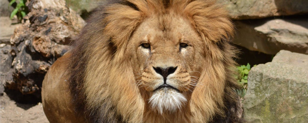 Dierentuin arrangement