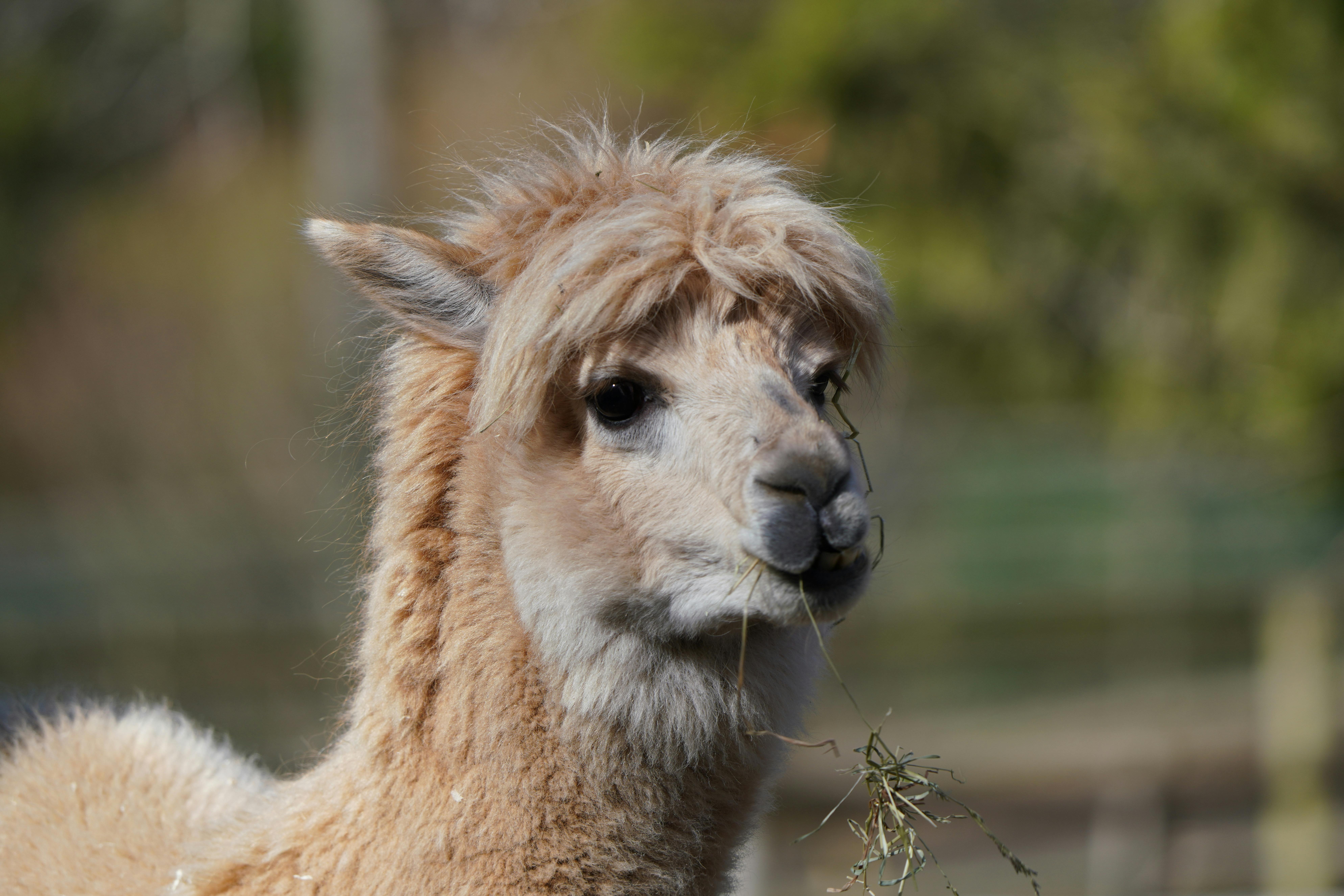 AlpaCasa