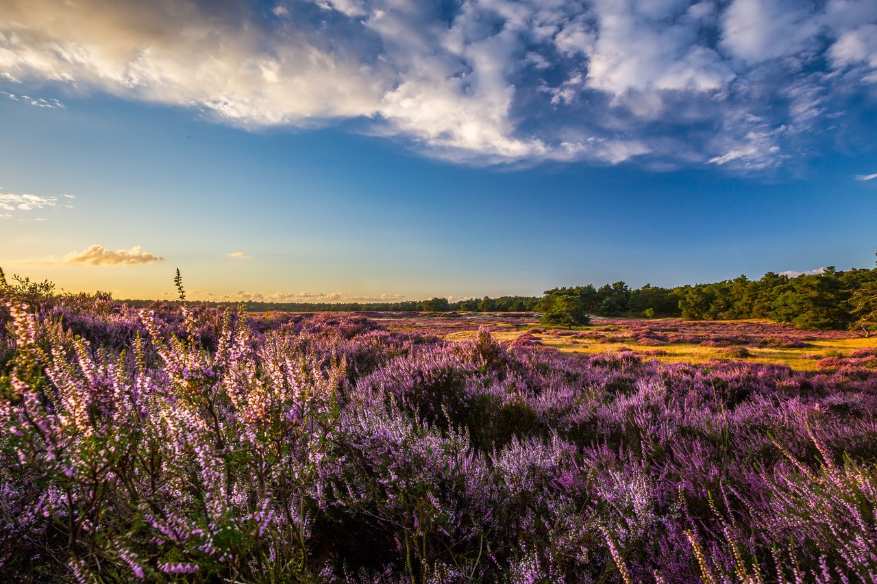 Genieten van een wandeling op de Veluwe