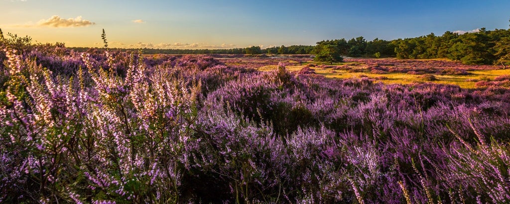 Genieten van een wandeling op de Veluwe