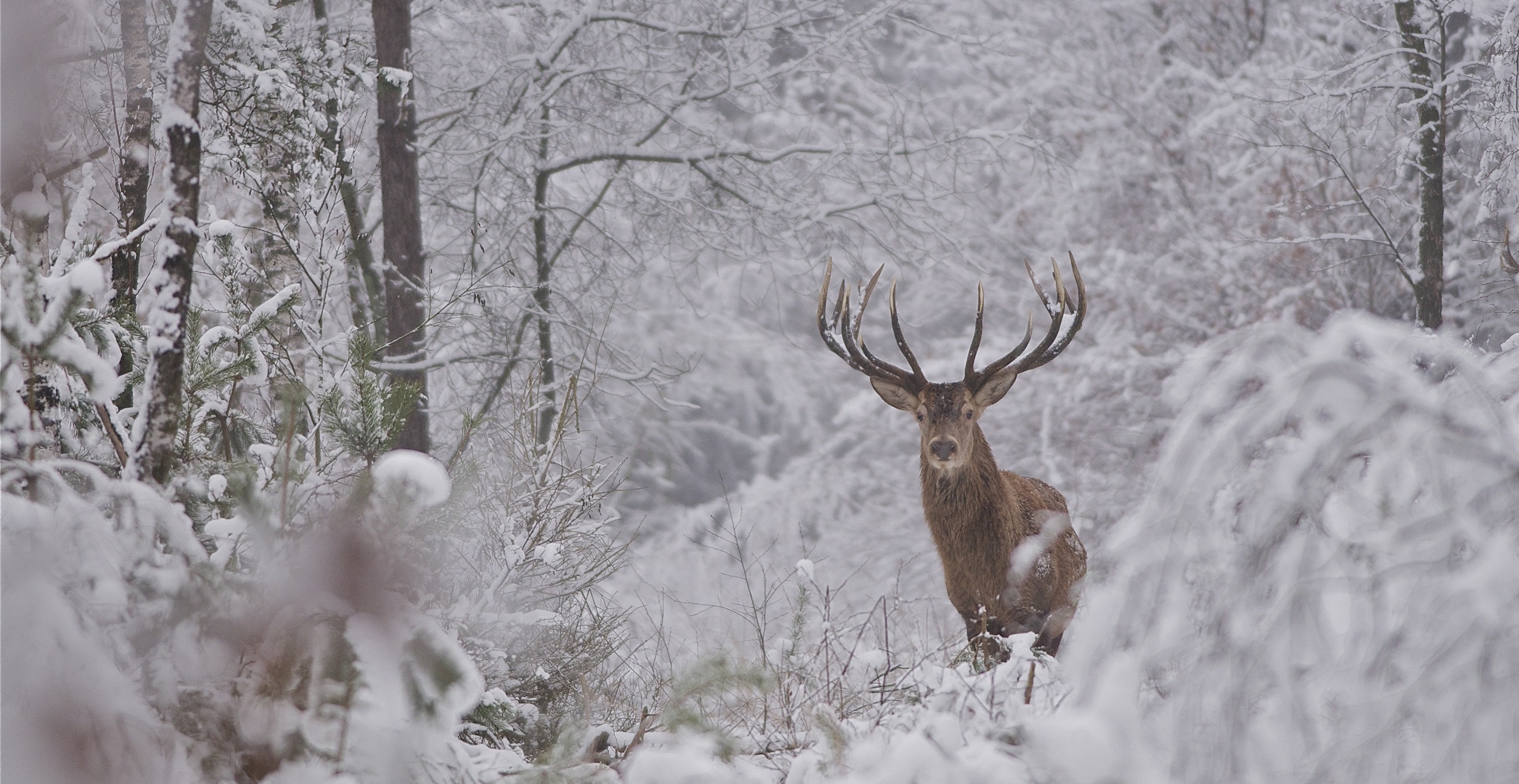 Enjoy the magic of winter on the Veluwe