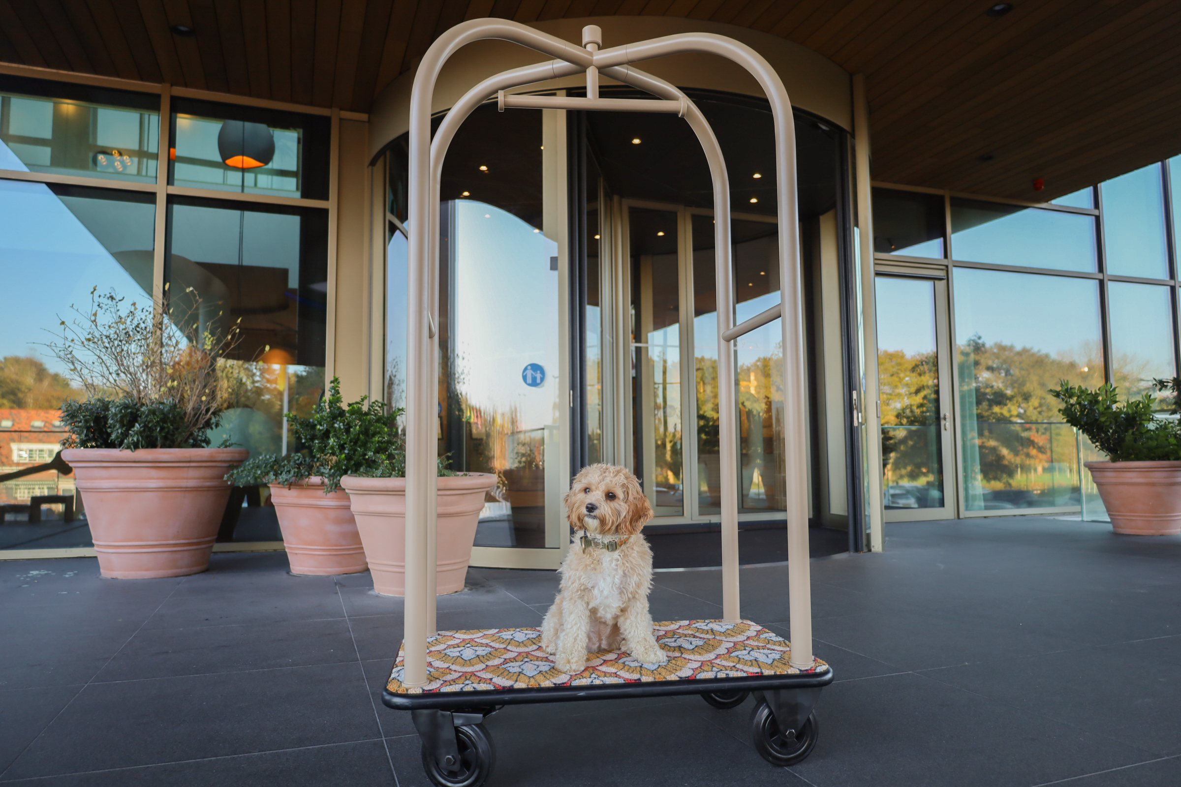 Alle hondvriendelijke hotels