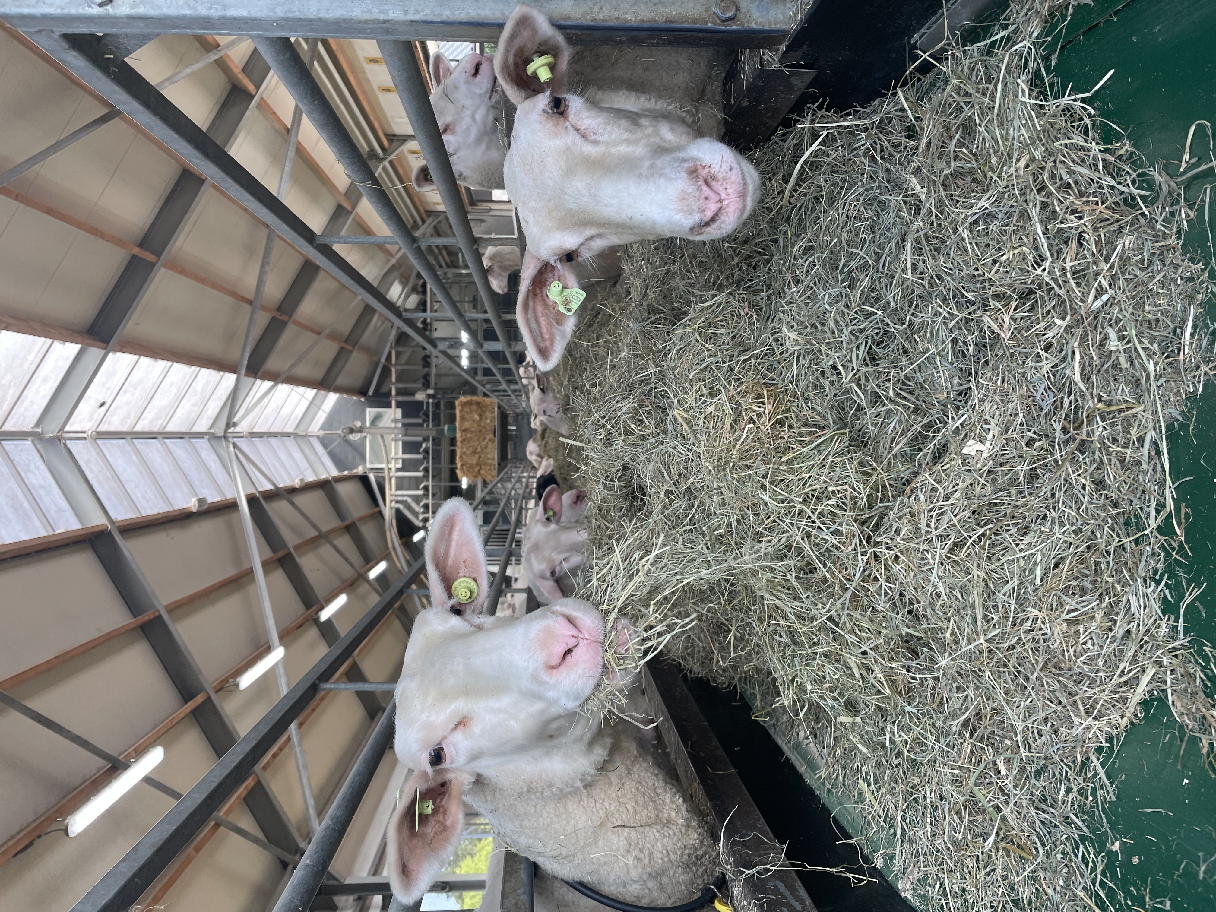 Schapen