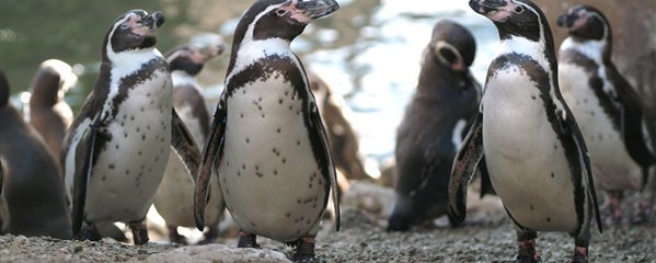 Avontuur in de dierentuin