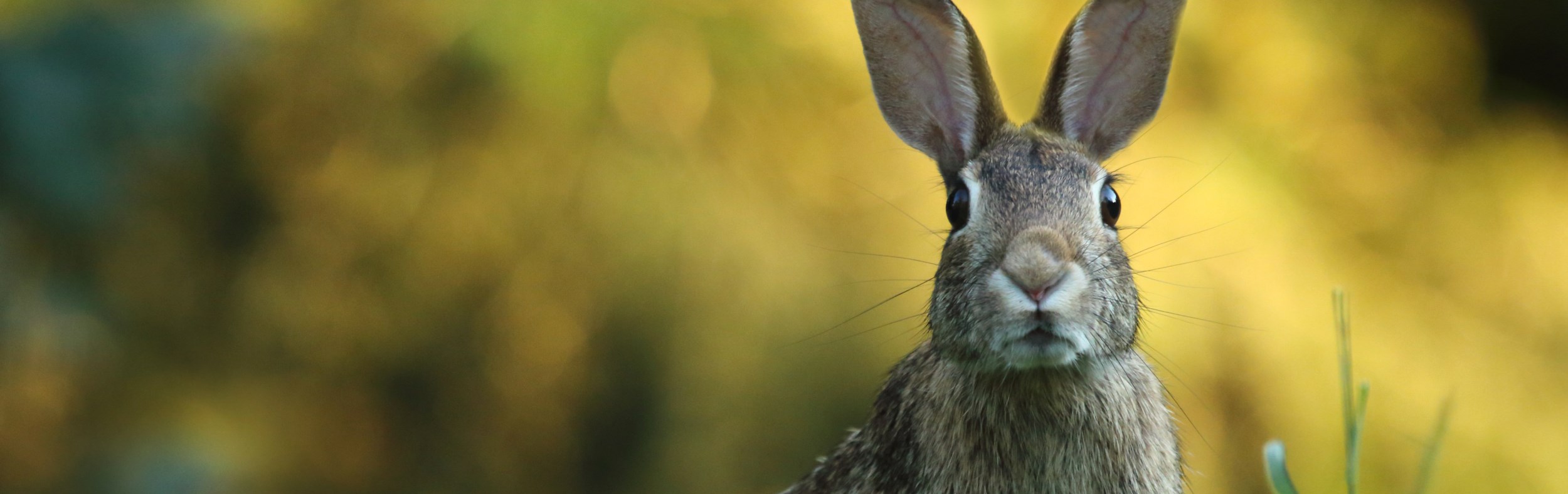 Vier samen de Pasen bij Hotel Apeldoorn!