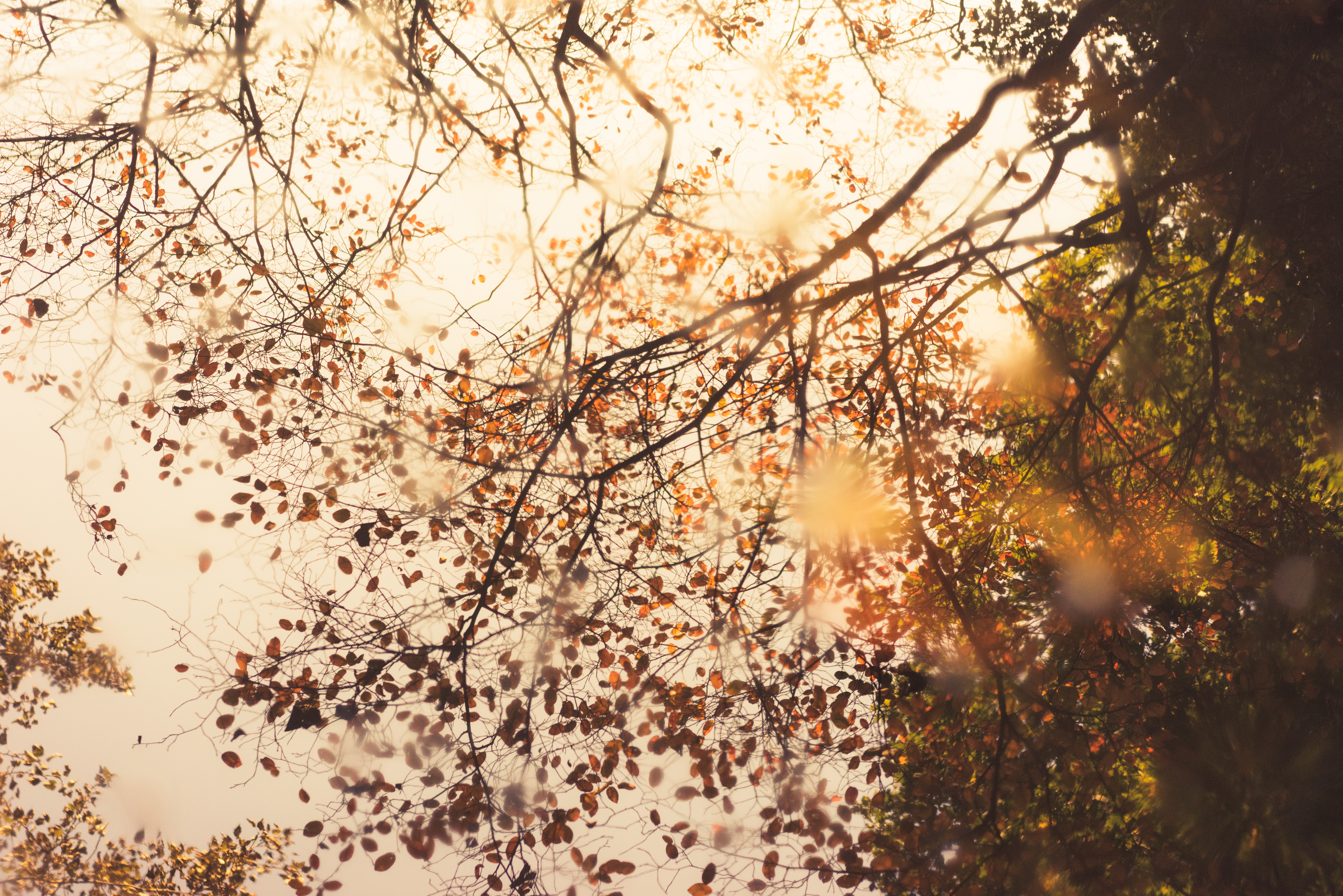 9. Amsterdamse Bos
