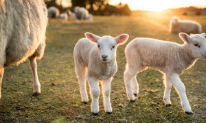 Lammetjesdag en voorjaarsmarkt