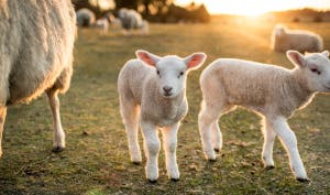 Lammetjesdag en voorjaarsmarkt Lammetjesdag en voorjaarsmarkt