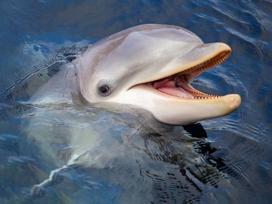 Dolfinarium arrangement
