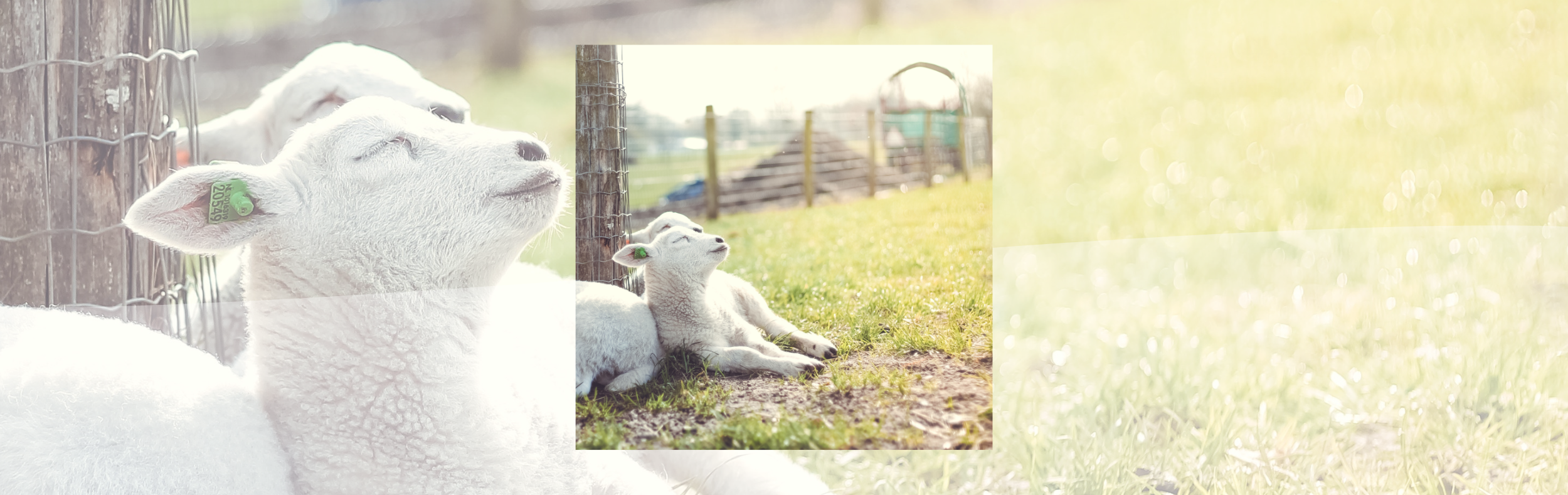 Celebrate Spring in Twente