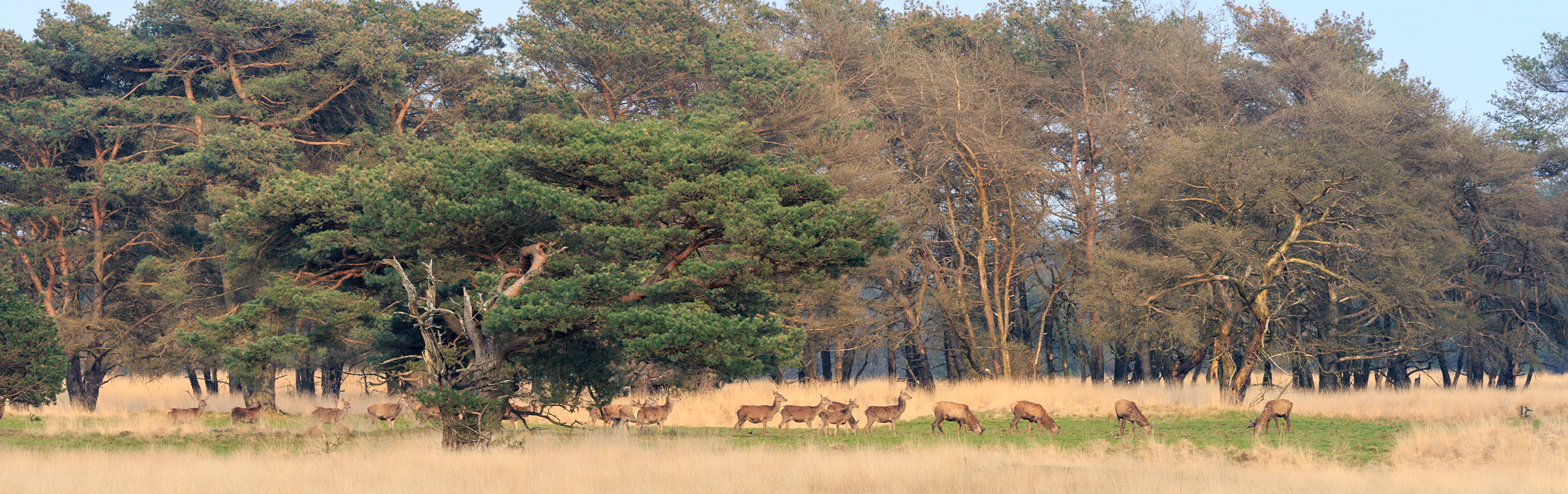 De Veluwe ontdekken samen met hond