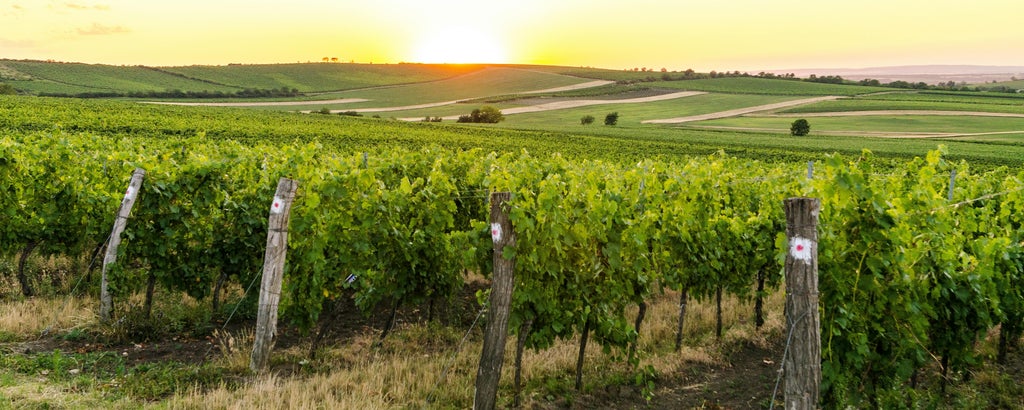 Wijngaarden bezoeken in Limburg